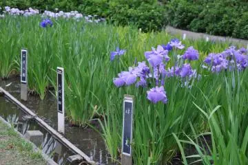 Each of the Irises is labeled