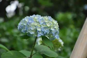 The Garden also has Ajisai!!