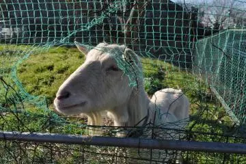 Friendly resident goat at Agri&nbsp;Town.&nbsp;