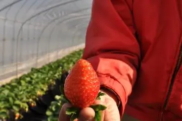 Freshly picked strawberry at strawberry picking spot.&nbsp;