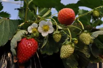 Tasty right off the vine.&nbsp;
