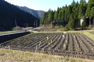 <p>One of the local fields</p>