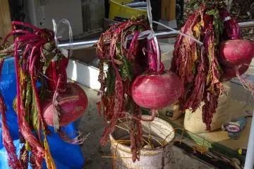 <p>Freshly grown and picked vegetables</p>