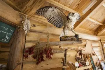 <p>Local wildlife on display</p>