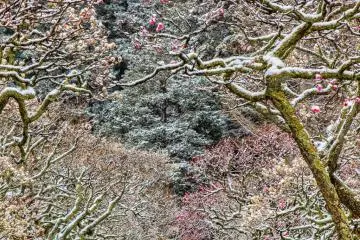 Tokeiji is famous for its plum blossoms