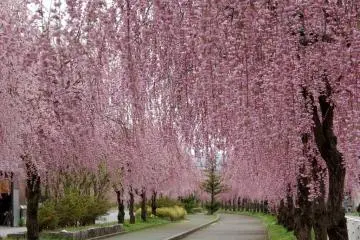 Pohon-pohon sakura yang menjuntai pada awal April