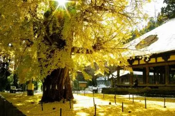 Pohon musim gugur yang cantik di Fukushima