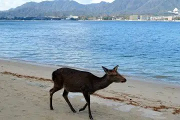 <p>Seekor rusa liar sedang berjalan di pantai. Dan mereka menjadi bagian dari pemandangan di Miyajima.</p>