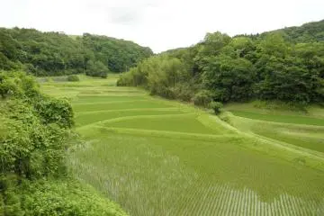Green rice fields (Photo: Sue Ann Kunath)