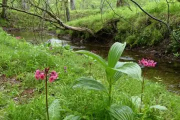 Another splash of color along the bank of a little stream