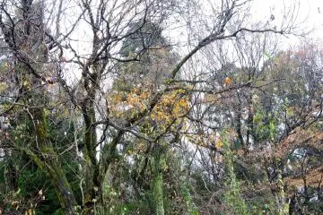 <p>Sad-looking trees in the woods beside Izumo Shrine's Annex</p>