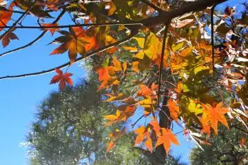 <p>In late autumn, you should be able to catch a glimpse of maple tree leaves turned in red and gold hues.</p>