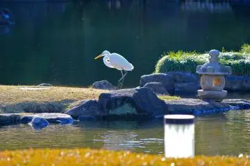 <p>Observe the white crane as it gently moves across the garden</p>