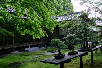 A little buildiing tucked away in the corner of the woods with bonsai on display