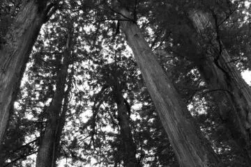 Japan is blessed with an abundance of beautiful nature. Their cedars are like gods