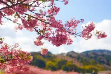 Photo: Yoshiko Okamoto