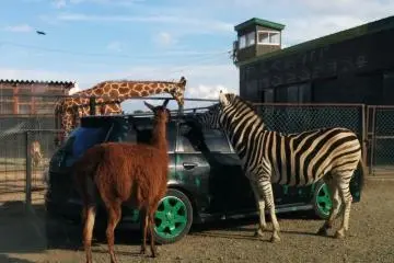 <p>The car ahead of me is attacked by a hungry mob. You can purchase&nbsp;food to give to the animals</p>