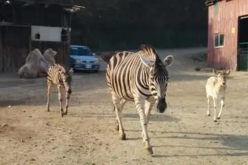 <p>Send in the zebras</p>