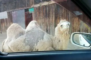 <p>This isn't Egypt, but here are the camels</p>