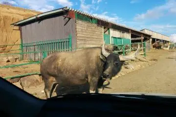 <p>Sometimes the path becomes blocked by the locals</p>