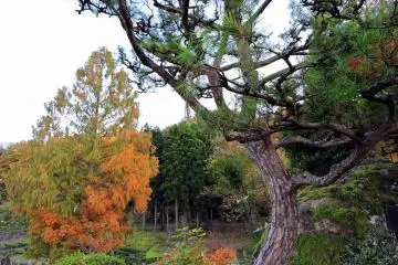 <p>Les courbes harmonieuses d&rsquo;un pin et le feuillage rougissant de l&rsquo;automne</p>