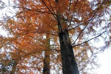 <p>Les couleurs de l&rsquo;automne</p>