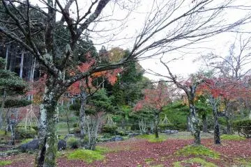 <p>Un m&eacute;lange d&rsquo;arbres impressionnant&nbsp;</p>