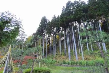 <p>Une rang&eacute;e de hauts c&egrave;dres sur la colline du parc</p>