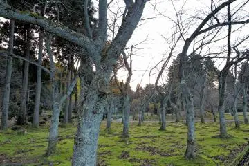 <p>Les arbres du parc</p>