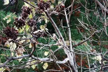 What's this tree?
