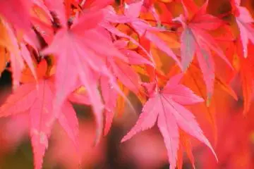 Red maple leaves in the shrine grounds