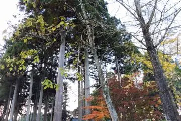 Peeping at Ajimano Shrine through tall trees