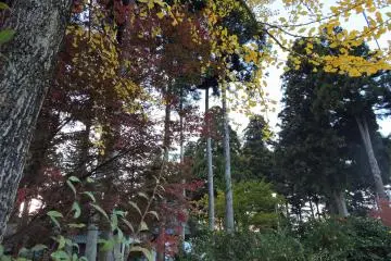 <p>Tall, colorful trees surrounding the shrine</p>