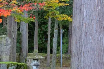 Stone lantern standing in the middle of tall cedar trees