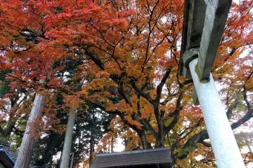 Giant orange maple tree towering over the stone torii gate of Ajimano Shrine