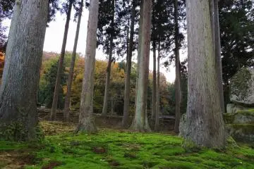 <p>Shrine ground looks like a small cedar forest</p>