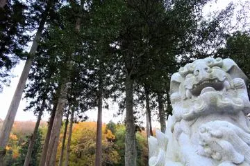 <p>White guardian dog with tall cedar trees in the background</p>