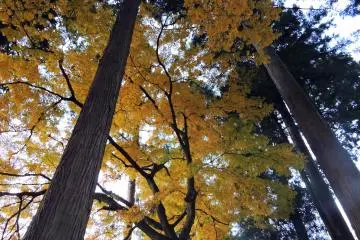 <p>Tall, yellow maple tree in the shrine premises</p>