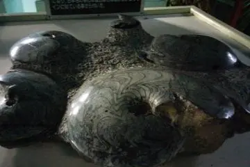 <p>Fossils on display</p>