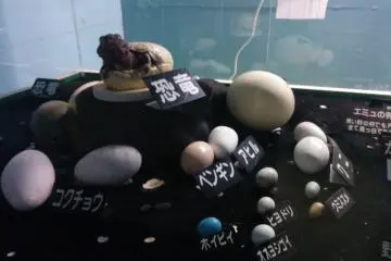 <p>Dinosaur egg models</p>