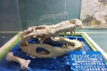 <p>Dinosaur bones</p>