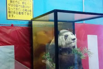 <p>Japan's first panda can be found in this glass tomb</p>