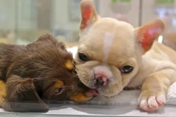 <p>These adorable faces can be found at Pecos located in the Pet Mall</p>