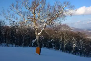 사방을 둘러싼 아름다운 나무들