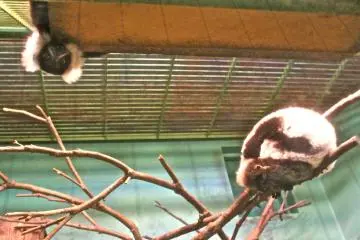 <p>Do you see the Lemur peeking out from above? They are so curious and fun to watch as they play.</p>