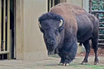 <p>An American Bison roams the Ancestors of Domestic Animals Zone</p>