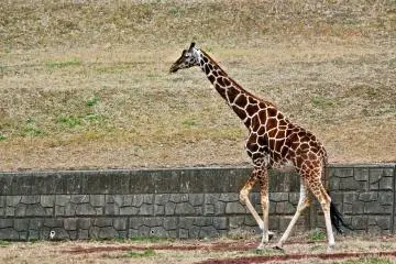 <p>Satsuki loves to stroll around and moves faster when it's feeding time</p>