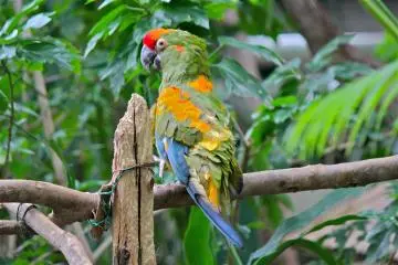 <p>One of the parrots in the rainforest located in the Zoological Hall</p>