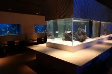 <p>The restaurant, Aqua Dining Tropics</p>
