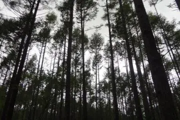 The lake is surrounded by primeval forest.